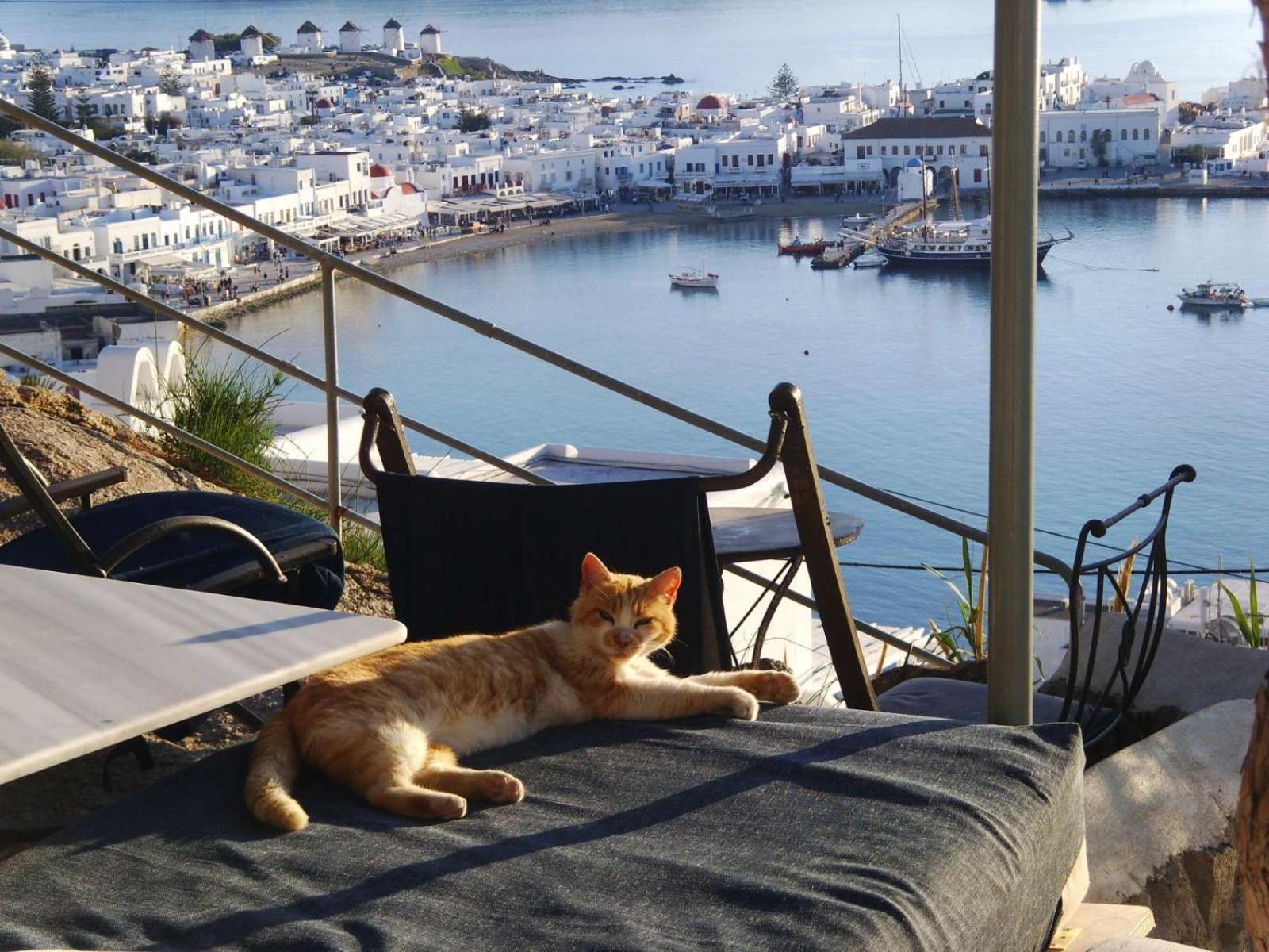 Appartamento Anemones Sea View Mykonos Town Camera foto
